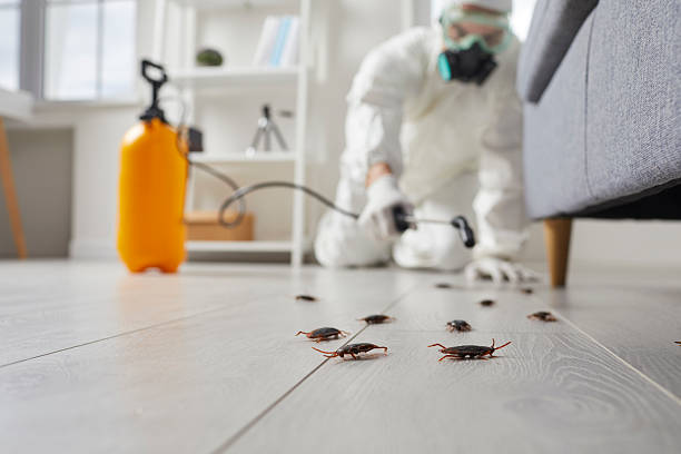 Commercial Kitchen Cockroach Control in Chuluota